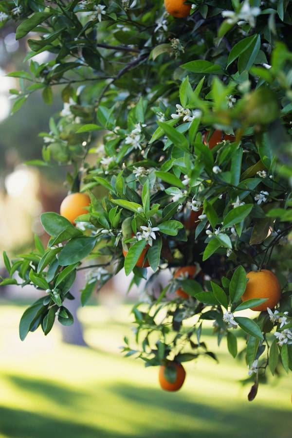 Orange tree.