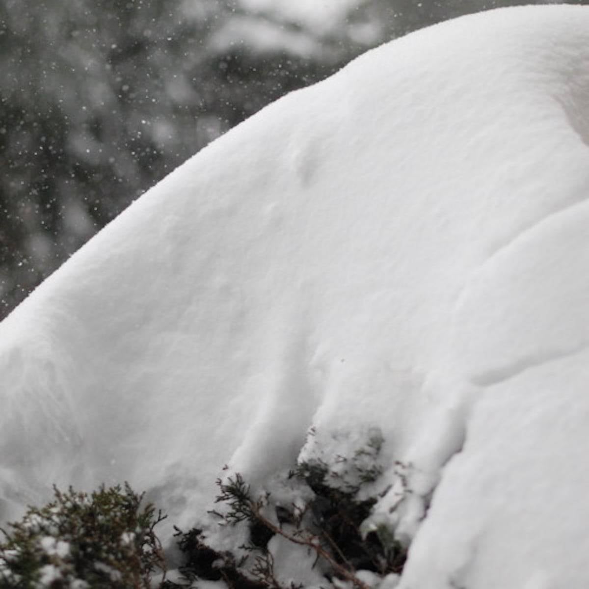 Minnesota snow covering a tree branch.
