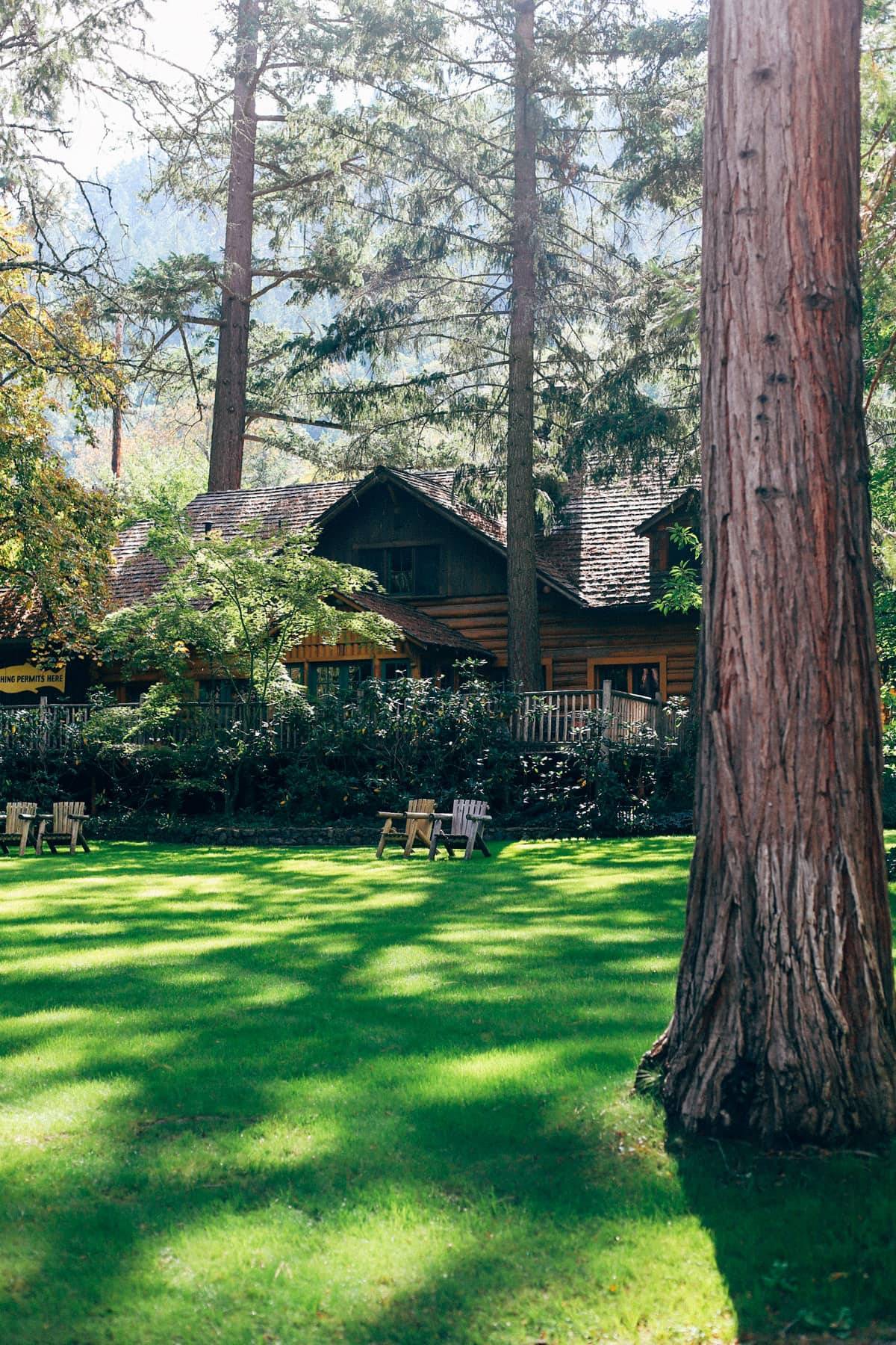 Backyard with green grass.